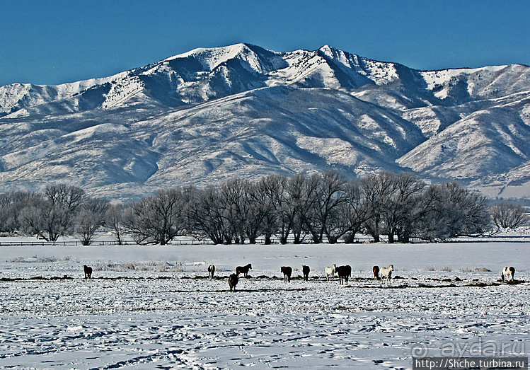 "Далеко-далеко на СНЕГУ пасутся ко..." И кони, и коровы...