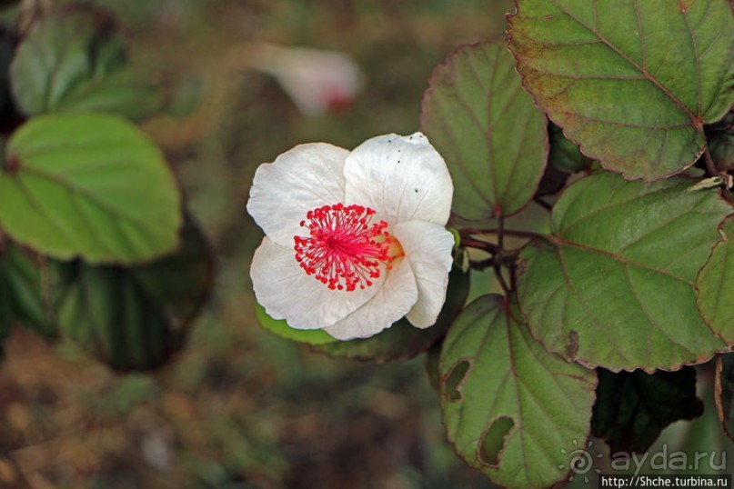 Картинки острова Кауаи. Автоприложение
