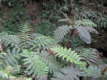 Дождевой лес Килиманджаро. Первые 10 км восхождения. Mandara