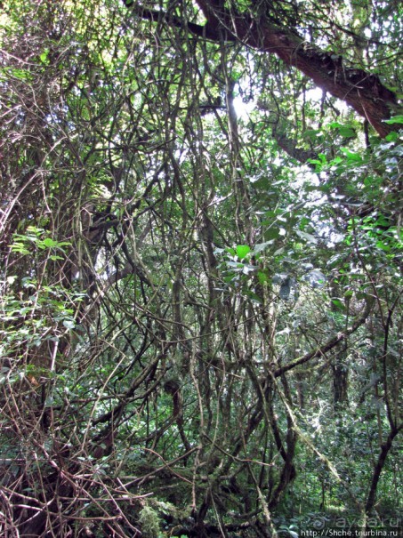 Дождевой лес Килиманджаро. Первые 10 км восхождения. Mandara