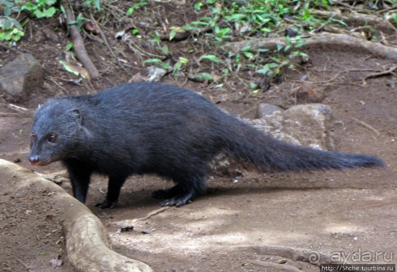 Дождевой лес Килиманджаро. Первые 10 км восхождения. Mandara