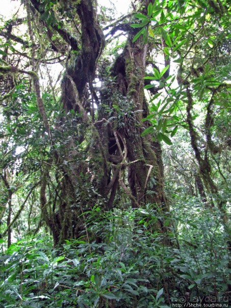 Дождевой лес Килиманджаро. Первые 10 км восхождения. Mandara