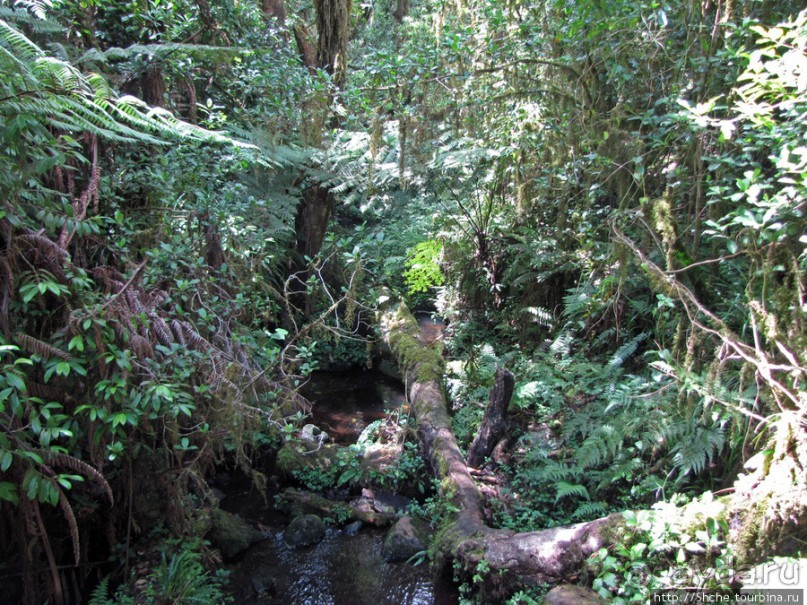 Дождевой лес Килиманджаро. Первые 10 км восхождения. Mandara