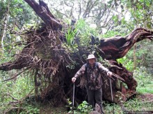 Дождевой лес Килиманджаро. Первые 10 км восхождения. Mandara