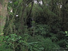 Дождевой лес Килиманджаро. Первые 10 км восхождения. Mandara