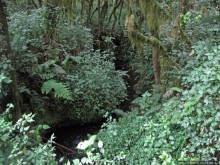 Дождевой лес Килиманджаро. Первые 10 км восхождения. Mandara