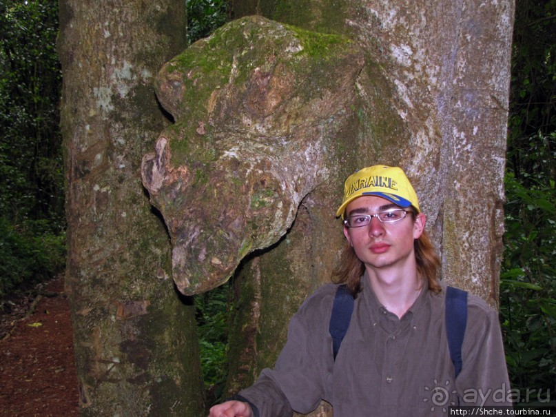 Дождевой лес Килиманджаро. Первые 10 км восхождения. Mandara