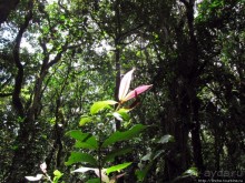 Дождевой лес Килиманджаро. Первые 10 км восхождения. Mandara