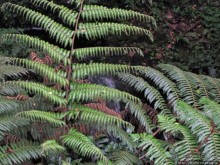 Дождевой лес Килиманджаро. Первые 10 км восхождения. Mandara