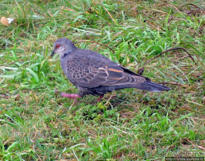 Дождевой лес Килиманджаро. Первые 10 км восхождения. Mandara