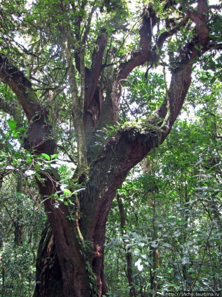 Дождевой лес Килиманджаро. Первые 10 км восхождения. Mandara