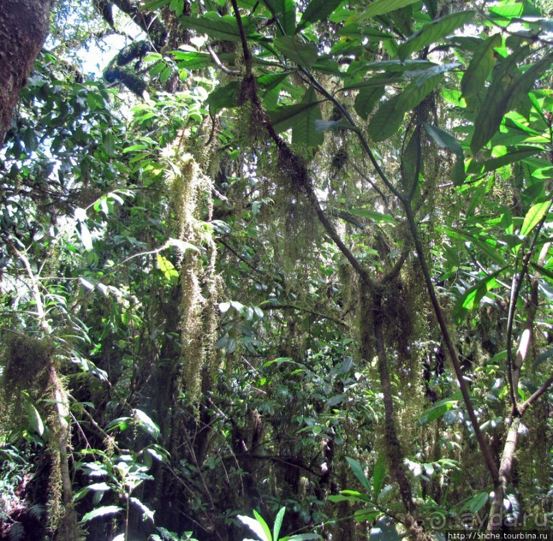 Дождевой лес Килиманджаро. Первые 10 км восхождения. Mandara