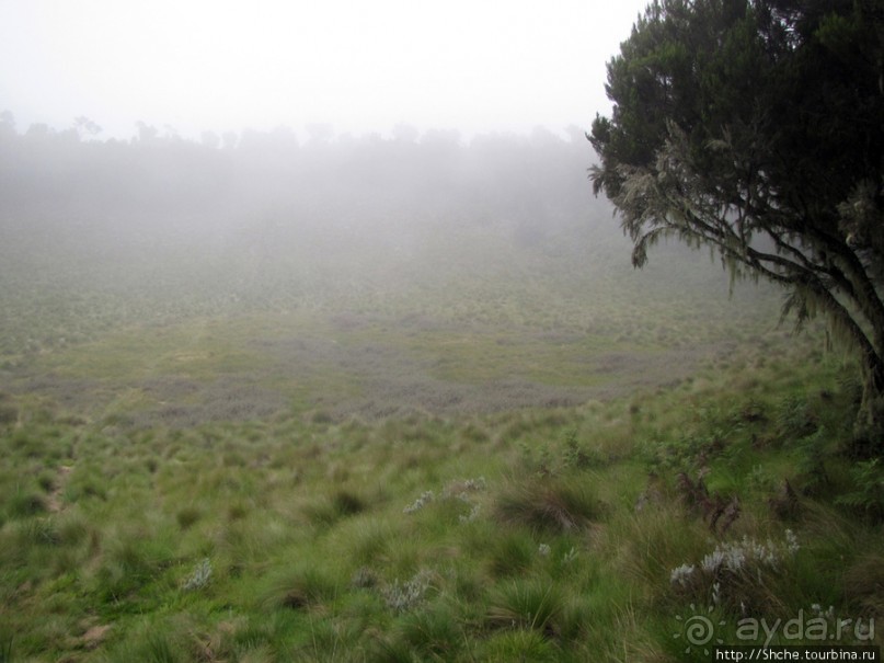 Дождевой лес Килиманджаро. Первые 10 км восхождения. Mandara