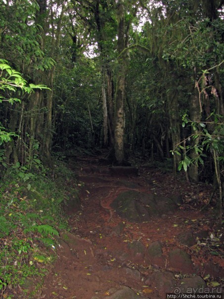 Дождевой лес Килиманджаро. Первые 10 км восхождения. Mandara
