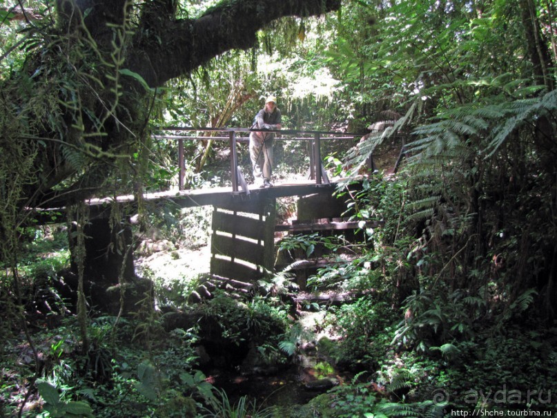 Дождевой лес Килиманджаро. Первые 10 км восхождения. Mandara