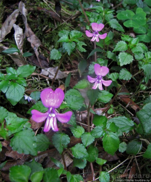 Дождевой лес Килиманджаро. Первые 10 км восхождения. Mandara