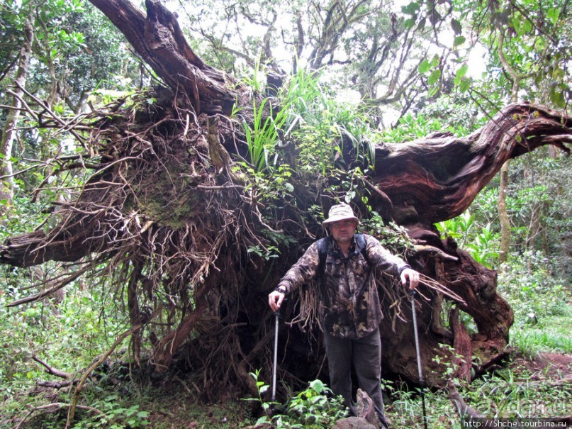 Дождевой лес Килиманджаро. Первые 10 км восхождения. Mandara