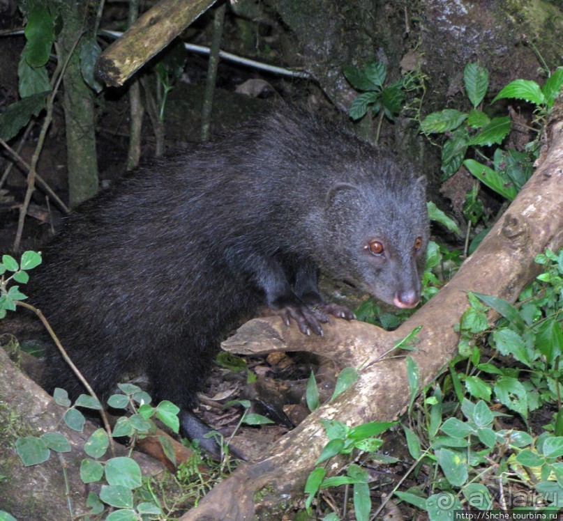 Дождевой лес Килиманджаро. Первые 10 км восхождения. Mandara