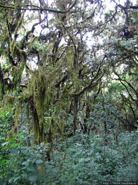 Дождевой лес Килиманджаро. Первые 10 км восхождения. Mandara