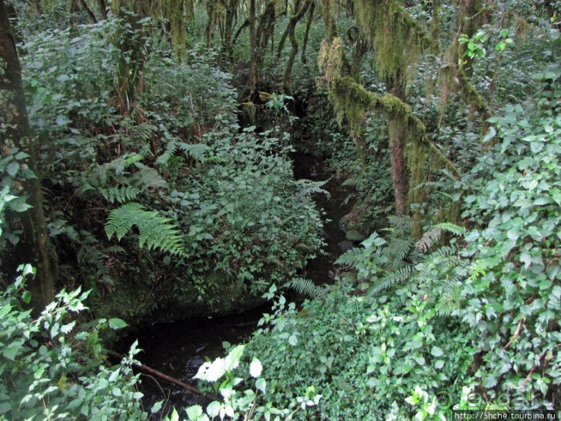 Дождевой лес Килиманджаро. Первые 10 км восхождения. Mandara