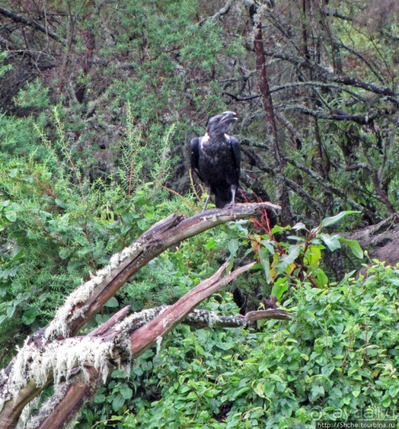 Дождевой лес Килиманджаро. Первые 10 км восхождения. Mandara