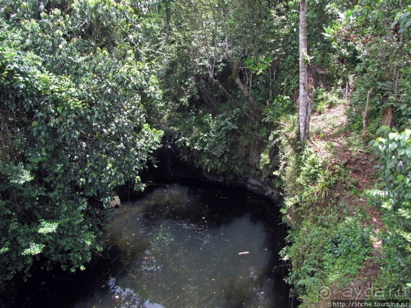Дождевой лес Килиманджаро. Первые 10 км восхождения. Mandara