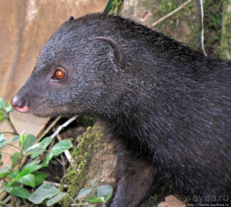 Дождевой лес Килиманджаро. Первые 10 км восхождения. Mandara