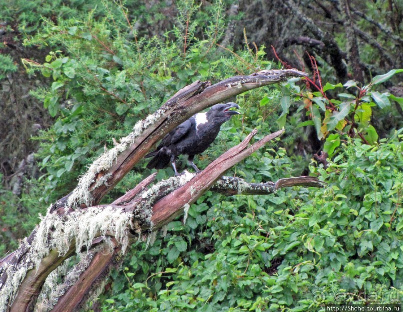 Дождевой лес Килиманджаро. Первые 10 км восхождения. Mandara