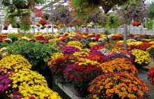 В гостях у Радуги. Оранжевое настроение