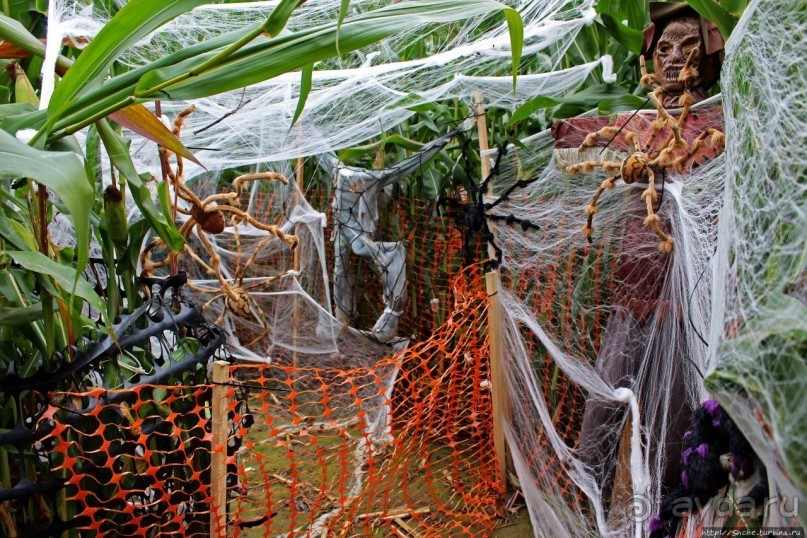 В гостях у Радуги. Оранжевое настроение