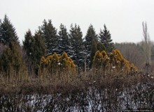 Дендропарк Харьковского агроуниверситета. Ясный зимний день