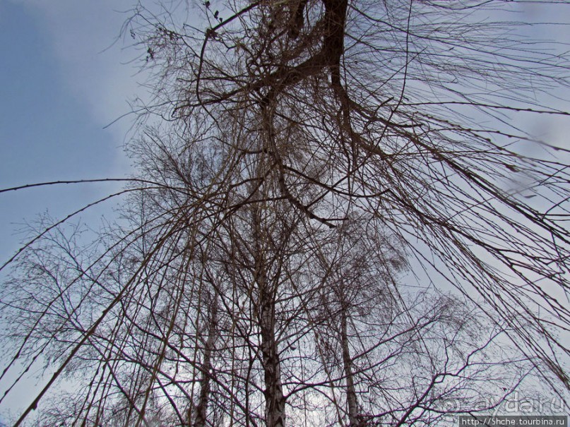 Дендропарк Харьковского агроуниверситета. Ясный зимний день