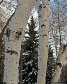 Дендропарк Харьковского агроуниверситета. Ясный зимний день