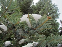 Дендропарк Харьковского агроуниверситета. Ясный зимний день