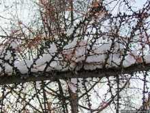 Дендропарк Харьковского агроуниверситета. Ясный зимний день