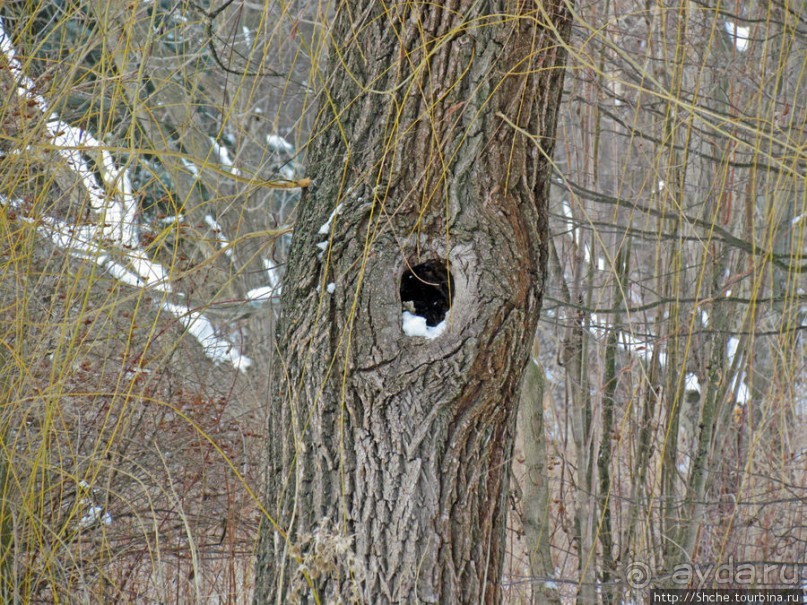 Дендропарк Харьковского агроуниверситета. Ясный зимний день