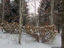 Дендропарк Харьковского агроуниверситета. Ясный зимний день
