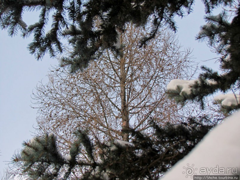 Дендропарк Харьковского агроуниверситета. Ясный зимний день