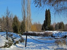 Дендропарк Харьковского агроуниверситета. Ясный зимний день