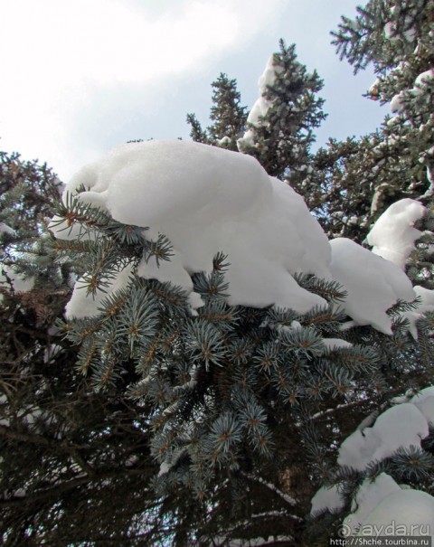 Дендропарк Харьковского агроуниверситета. Ясный зимний день