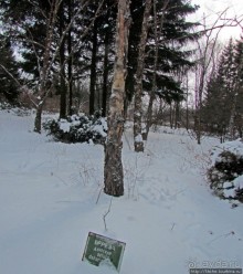Дендропарк Харьковского агроуниверситета. Ясный зимний день