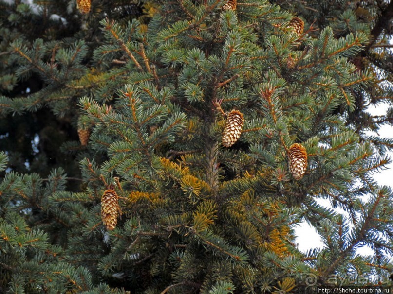 Дендропарк Харьковского агроуниверситета. Ясный зимний день
