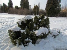 Дендропарк Харьковского агроуниверситета. Ясный зимний день