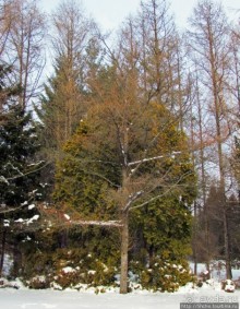 Дендропарк Харьковского агроуниверситета. Ясный зимний день