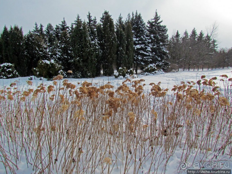 Дендропарк Харьковского агроуниверситета. Ясный зимний день
