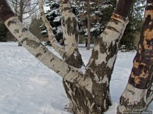 Дендропарк Харьковского агроуниверситета. Ясный зимний день