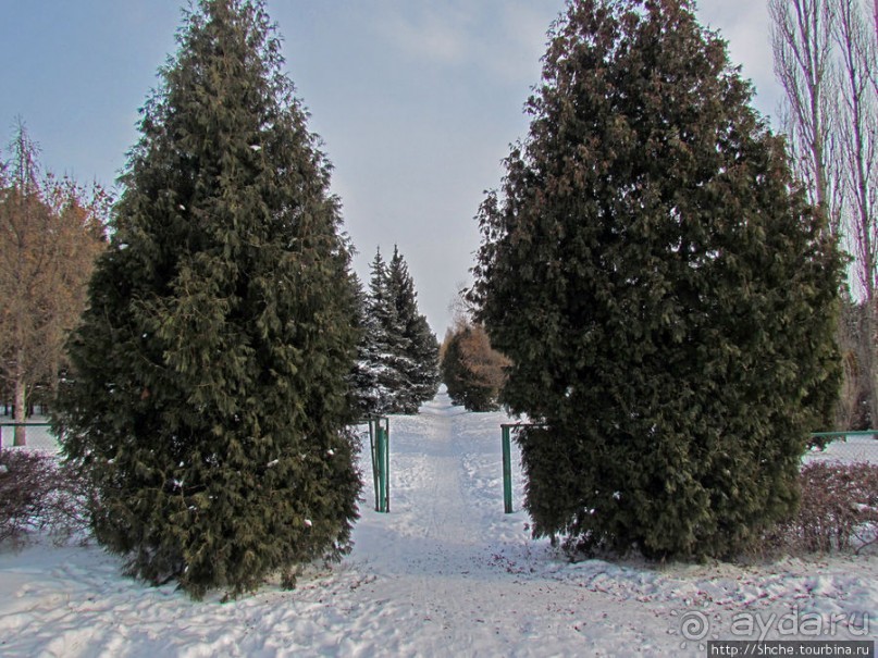 Дендропарк Харьковского агроуниверситета. Ясный зимний день