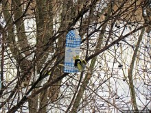 Дендропарк Харьковского агроуниверситета. Ясный зимний день