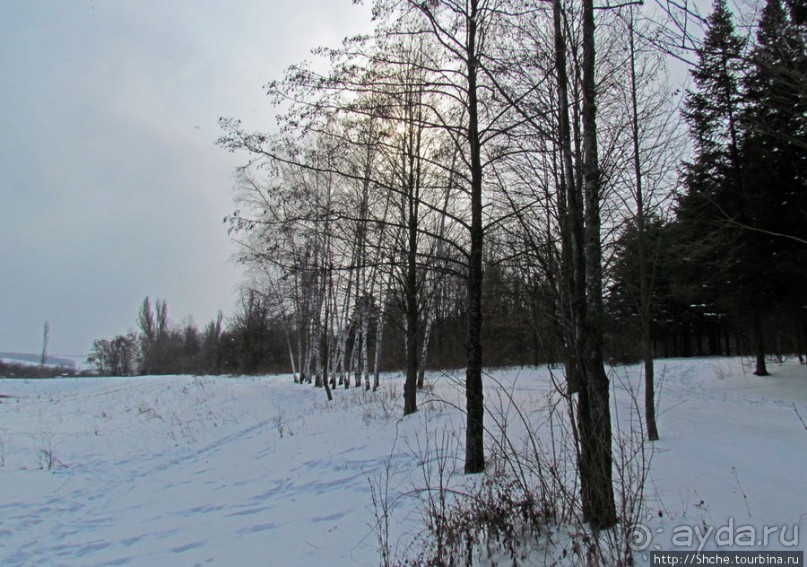 Дендропарк Харьковского агроуниверситета. Ясный зимний день