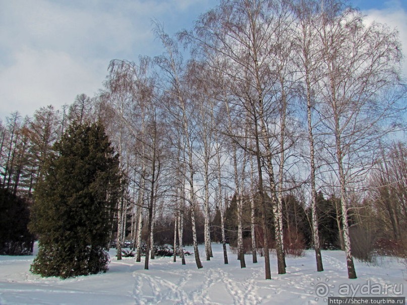 Дендропарк Харьковского агроуниверситета. Ясный зимний день